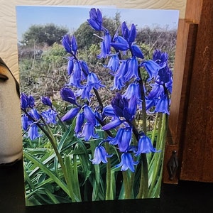 Enchanting Bluebell Greeting Cards | Nature Photography Blank Cards | Eco-Friendly Stationery | Frame-Worthy Art| with plain envelope