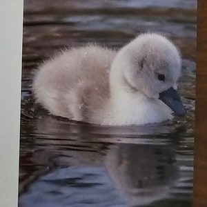 A Cute Fluffy Cygnet Plain Greetings Card with Envelope taken from and original photograph by myself