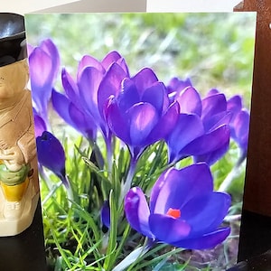 Ein Frühlings-Krokus-Gruß-Karte. Von einem Originalfoto, leer für persönliche Nachrichten, umweltfreundlich, biologisch abbaubar. Mehrzweck