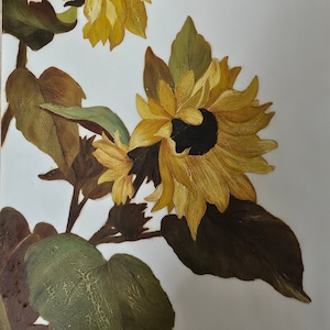 Vintage Sonnenblume Kunst Grußkarte | Botanische Wandkunst | Innen leer | Natur-Liebhaber-Geschenk | Antiker Blumendruck | 5x7 Premium Karte