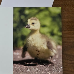 Kleine Gänseküken Grußkarte von einem Originalfoto von mir beim Spaziergang am Kanal. Blanko für persönliche Nachrichten,