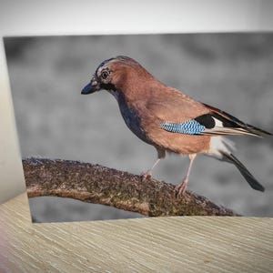 Handgefertigte Eichelhäher Grußkarte mit Umschlag | Umweltfreundliches Briefpapier | Von der Natur inspirierte Dankesnotizen