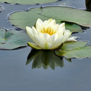 Serene waterlelie-wenskaart met envelop | Handgemaakte milieuvriendelijke kaarten |  Geschikt voor alle gelegenheden