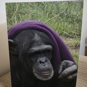 Può includere: Un biglietto di auguri con uno scimpanzé con un asciugamano viola sulla testa. Lo scimpanzé ha una faccia scura con la barba bianca, su uno sfondo di erba verde.