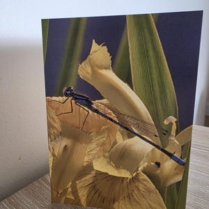 Damselfly Grußkarte | Umweltfreundliche All-Occasion-Karte mit Umschlag