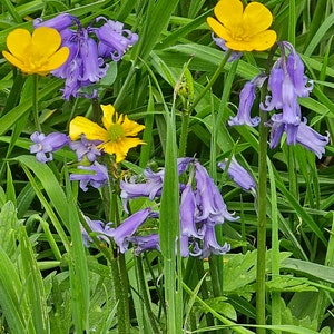 Biglietto di auguri vuoto con campanule e ranuncoli / Fotografia naturalistica / Biglietti per tutte le occasioni / Cancelleria ecologica
