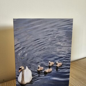 Carte de voeux avec enveloppe Mère cygne et cygnes | Carte vierge faite main | Art animalier | Cadeau pour amoureux des oiseaux | Photographie de nature
