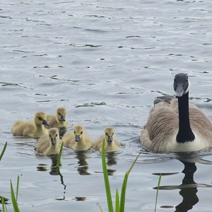 Blanco wenskaart Mother Goose & Goslings met envelop | Natuurfotografie | Wilde kunstafdruk