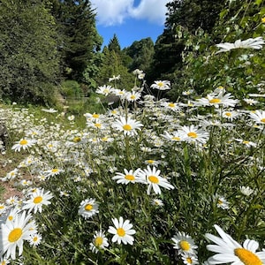 Lege wenskaart Wild Daisy Field van een originele foto. Multifunctioneel gedrukt in het Verenigd Koninkrijk. Biologisch afbreekbaar, milieuvriendelijk. Duurzaam