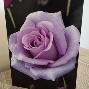 Blue Moon Rose-kaart - elegante blanco wenskaart voor alle gelegenheden