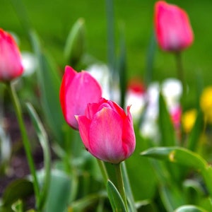 Cartão de felicitações de tulipa vibrante com envelope - em branco por dentro para mensagens pessoais - ecológico e biodegradável