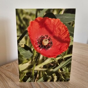 Wunderschöne Wilder Mohn Grußkarte. Umweltfreundliches Briefpapier | UK Artist Design-Umschlag mitgeliefert