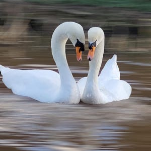 Tarjeta de felicitación sencilla con sobre de una pareja de cisnes adultos. Foto tomada a lo largo del canal de Monmouthshire y Brecon