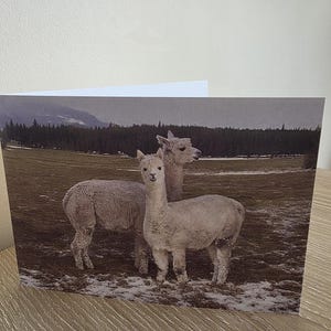 Alpaca Plain Greeting Card - multiuso - Biglietti di amicizia con busta