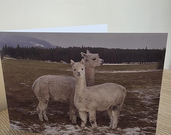 Alpaca Plain Greeting Card - multipurpose - Friendship Cards with Envelope