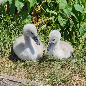 Cartões de felicitações para todos os fins - Cygnets, ovelhas da primavera, esquilos, canais, colinas de outono, ganso, floral