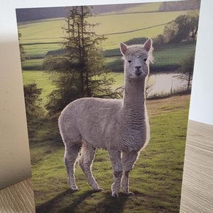 Handmade Llama Greeting Card  with Envelope l All  Occasions | Eco-Friendly