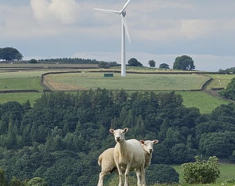 Welsh Sheep Greeting Card: Handmade Eco-Friendly Art Card