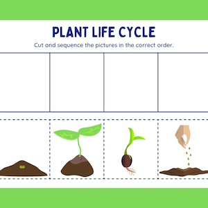 May include: A plant life cycle educational activity with four blank boxes and four images to cut out and place in the correct order. The images show a seed being planted, a sprout emerging from the soil, a seedling with roots, and a plant with leaves.