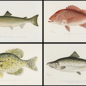 20 Printable Vintage Bundle, Vintage Fish Illustrations, Digital Download, Wall Decor Bundle, Printable Wall Art, Fishes of North America