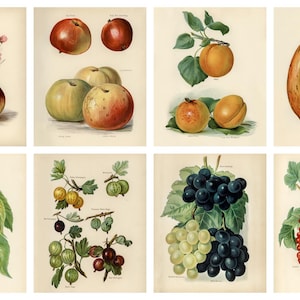 36 Vintage Fruit Illustrations Bundle, Botanical Prints, Digital Download, Wall Decor, Printable Wall Art, Still Life Art Painting