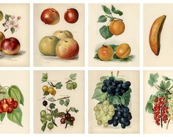 36 Vintage Fruit Illustrations Bundle, Botanical Prints, Digital Download, Wall Decor, Printable Wall Art, Still Life Art Painting