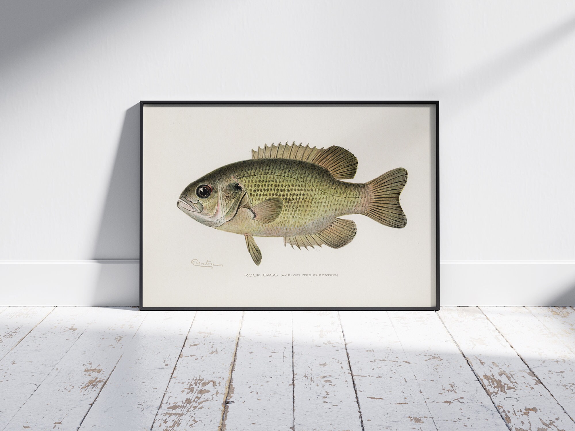 Cloudberries Aquatic 1000-Piece Puzzle - Marine-Themed Jigsaw With Vintage Fish Illustrations