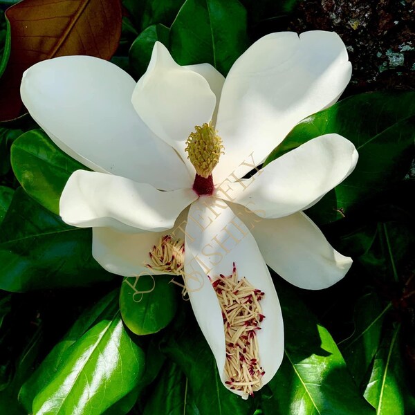 Magnolia, Flowers, White Flowers, Digital Photography, Digital Photo, Digital Download, Nature Photography, Floral Photo