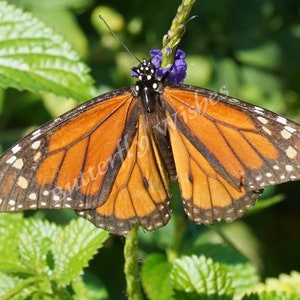 Butterfly , Monarch Butterfly, Nature, Wildlife, Digital Photography, Digital Photo, Insects