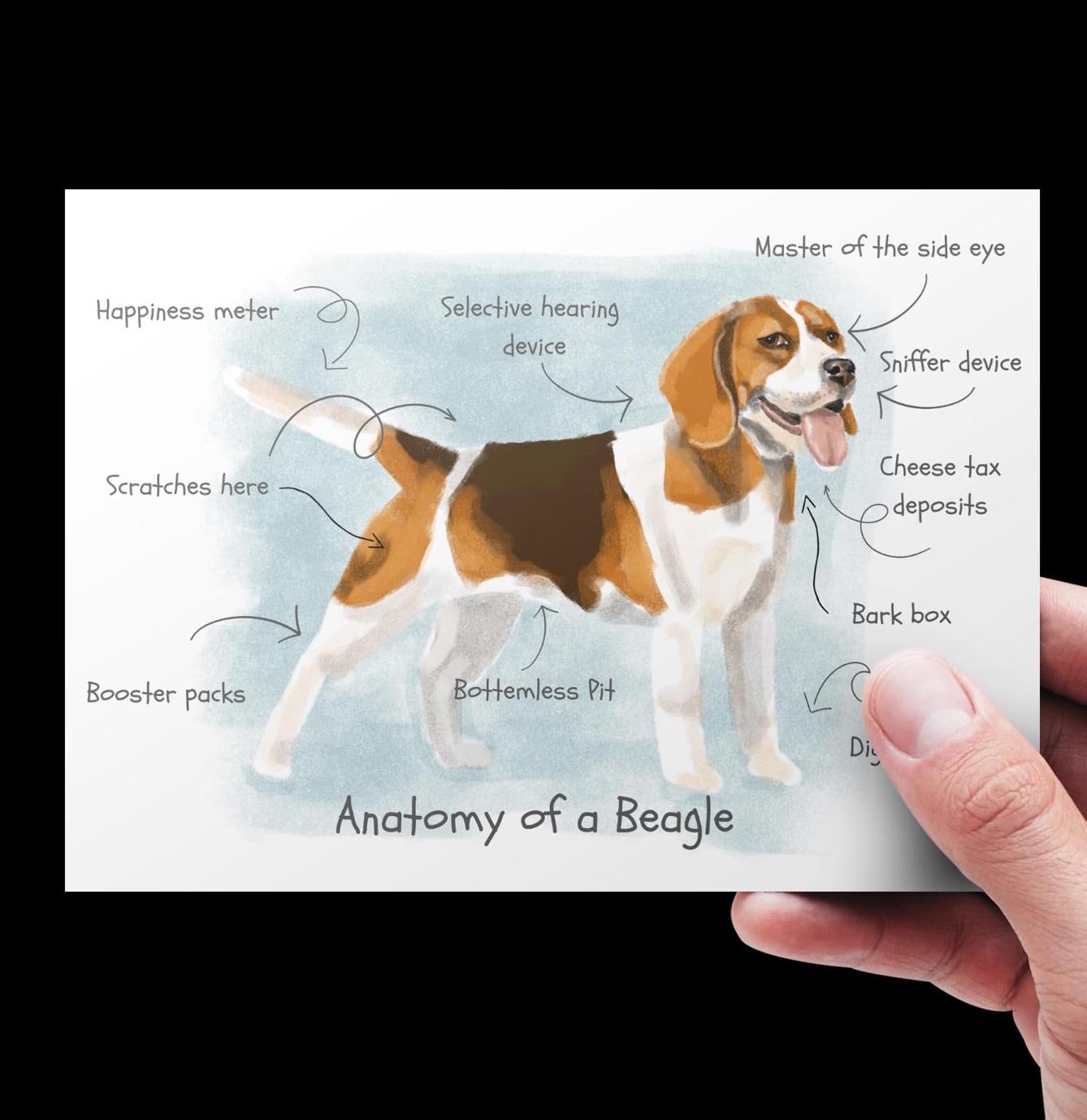 beagle-mページ Anatomy of a Beagle Art Print | Quirky Dog Illustration, Beagle