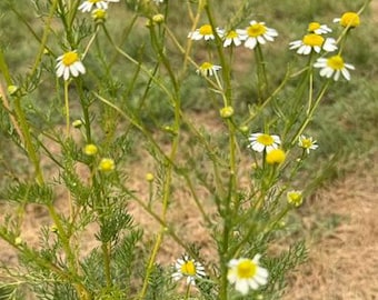 乾燥カモミールの花