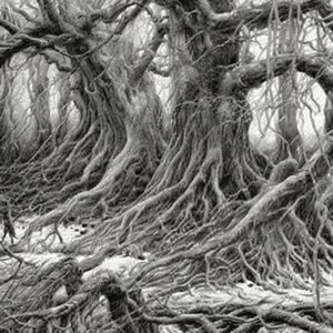 May include: A black and white drawing of a forest with gnarled, twisted tree roots. The roots are intertwined and spread out across the ground, creating a dense and intricate pattern.