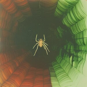 May include: A spider sits in the center of a web, with a dark green background and red and green patterned edges.