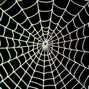 Puede incluir: Un primer plano de una telaraña con una araña en el centro. La telaraña es blanca y el fondo es negro.