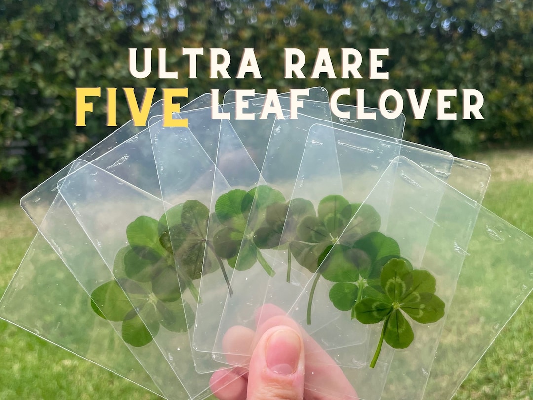 Trèfle à cinq feuilles véritable Trèfle à 5 feuilles Shamrock Cadeaux de mariage Cadeau
