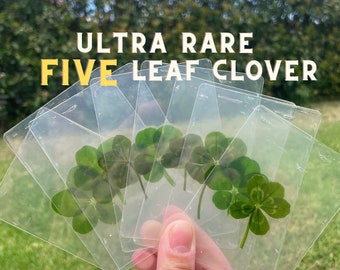 Genuine Five Leaf Clover | Shamrock 5 Leaf Clover | Wedding Favours | Teachers Gift | Good luck | Real Five Leaf Clover | Unique Gift | IVF