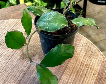 Hoya Waymaniae Borneo - Rare Hoya - Live plant - Potted