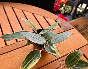 Hoya Latifolia White Margin - Rare Hoya - Live plant - Potted