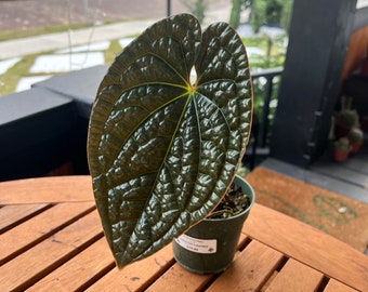 Anthurium Luxurians 4”