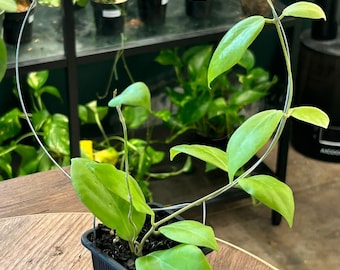 Hoya Cutis Porcelana - Rare Hoya - Live plant - Potted