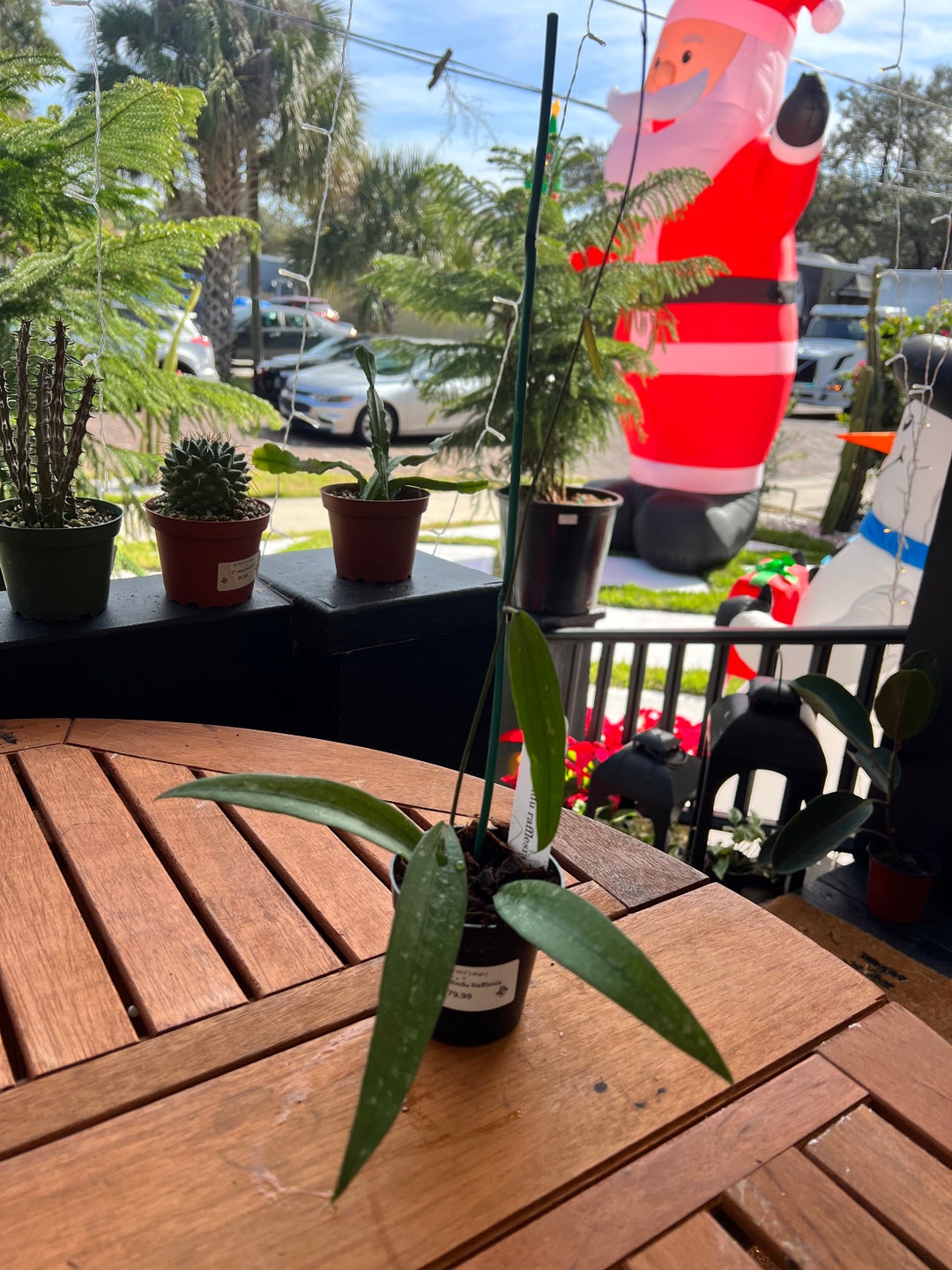 Hoya Rindu Rafflesia 3 Rare Hoya Live Plant Potted - Etsy