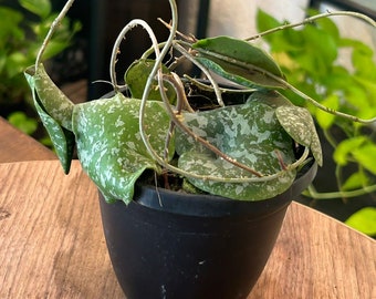 Hoya Imbricata - Rare Hoya - Live plant - Potted