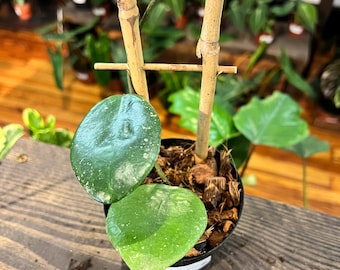 Hoya Sweet Scent - Rare Hoya - Live Plant - Potted