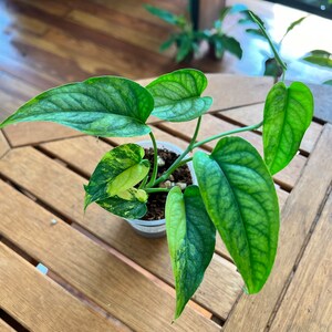 Monstera Siltepecana Aurea variegated