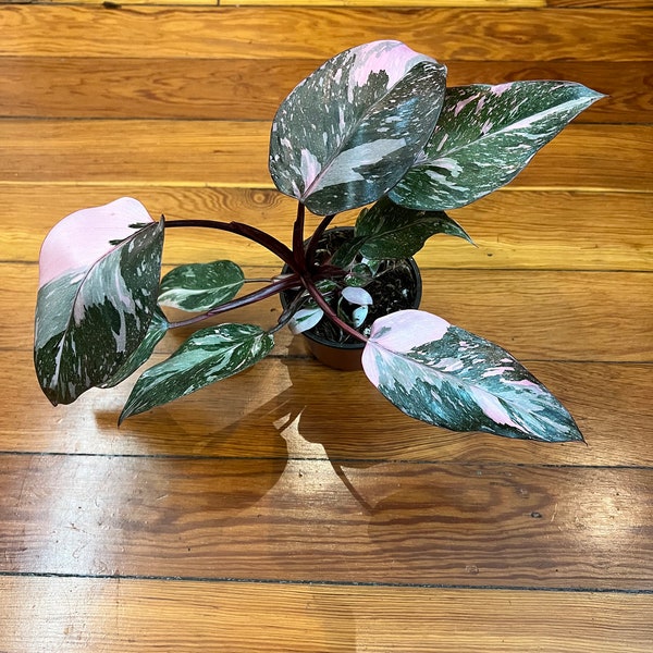 Philodendron Pink Princess Marble King 4”