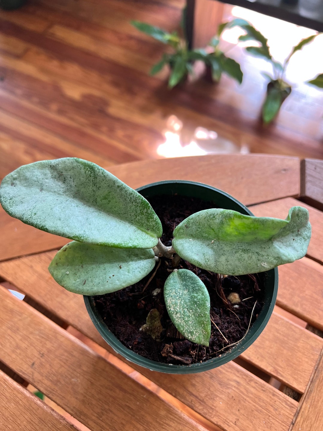 Hoya Carnosa Nova Ghost - Etsy