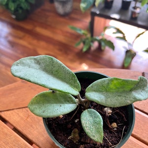 Hoya Carnosa Nova Ghost - Etsy