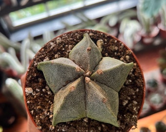 Astrophyllum Cactus 4”