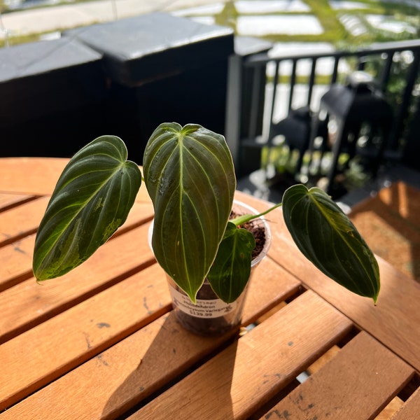 Philodendron Melanochrysum Variegated 3”