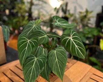 Philodendron Gloriosum - Rare Philodendron - Live Plant - Potted